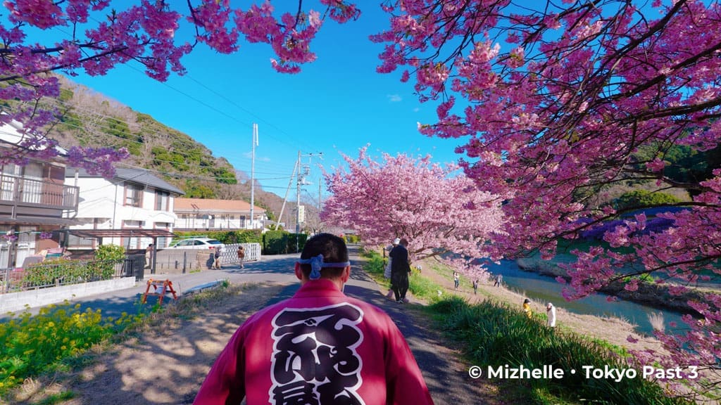 View of Minami Izu cherry blossoms from a rickshaw