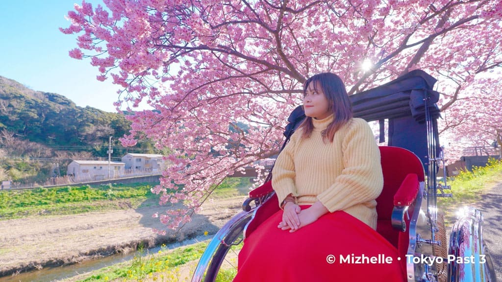 Rickshaw ride with cherry blossoms in the background