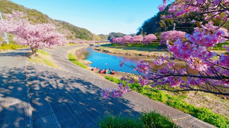 Minami Izu Cherry Blossom Festival