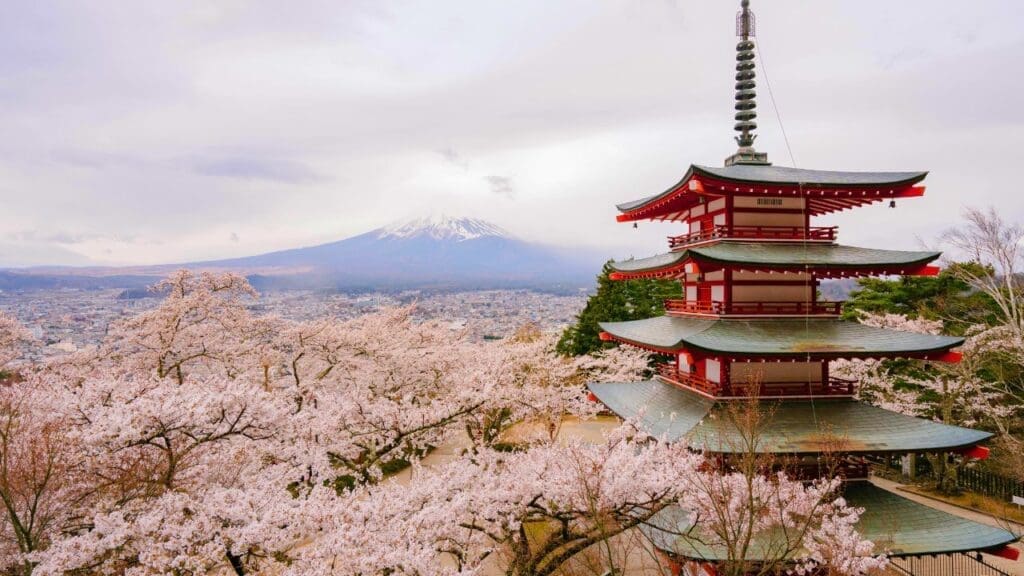 Arakura Sengen Shrine cherry blossoms