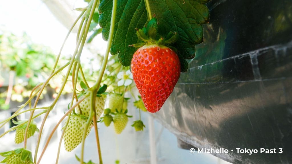 A luscious, red strawbery at ICHIGO WORLD