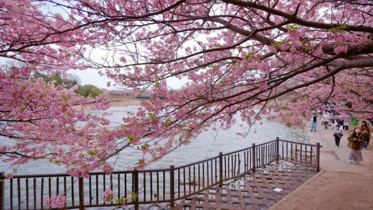 Kawazu Cherry Blossoms at Komatsugaike Park