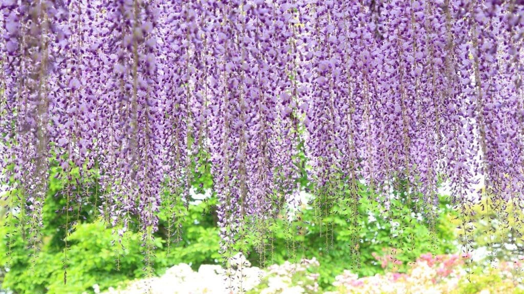 Wisteria at Ashikaga Flower Park