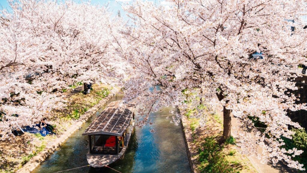 Fushimi boat ride under cherry blossom