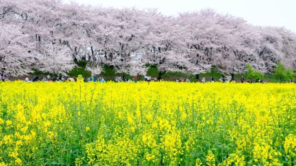 Gongendo Tsutsumi cherry blossoms and nanohana in Saitama