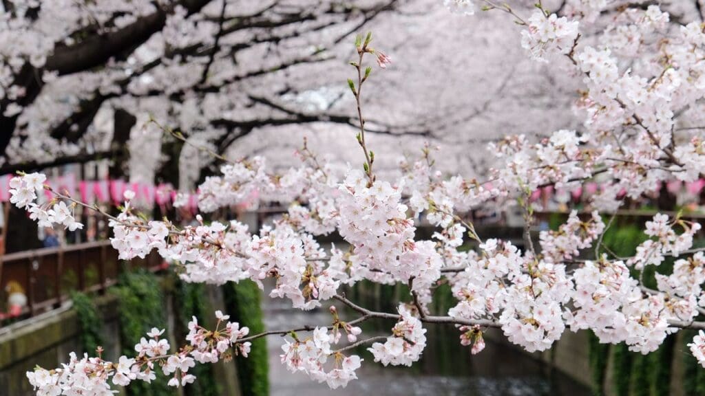 Meguro River cherry blossoms