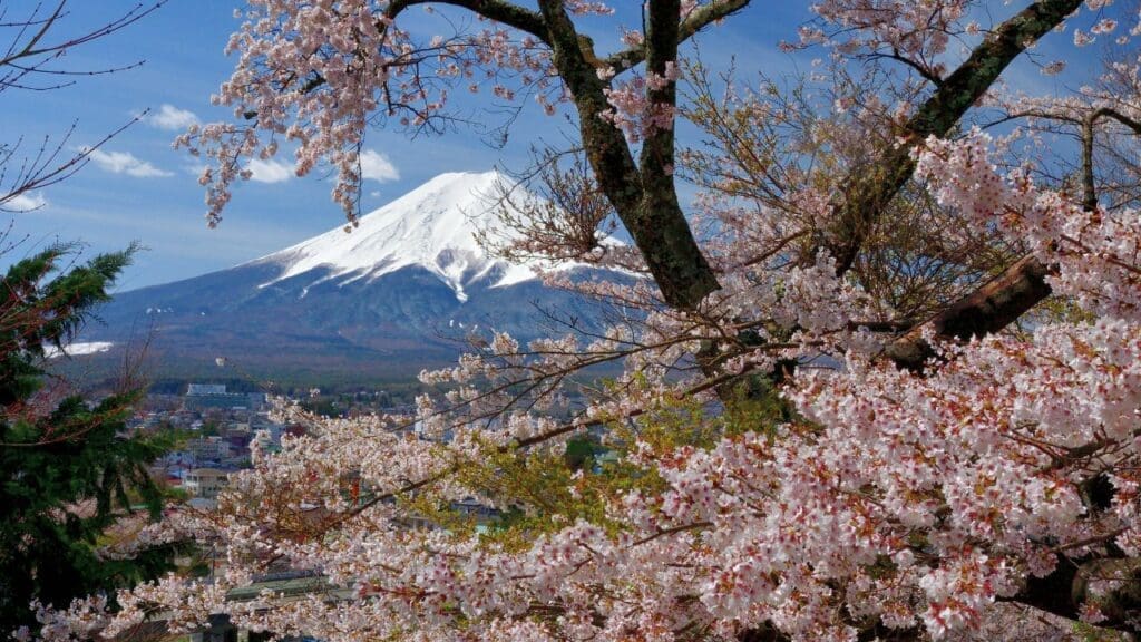 Mt. Fuji with Cherry Blossoms at Arakurayama Sengen Park