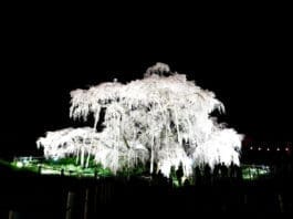 Miharu Takizakura at Night