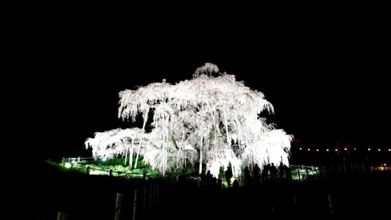 Miharu Takizakura at Night