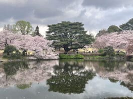 Shinjuku Gyoen Cherry Blossoms