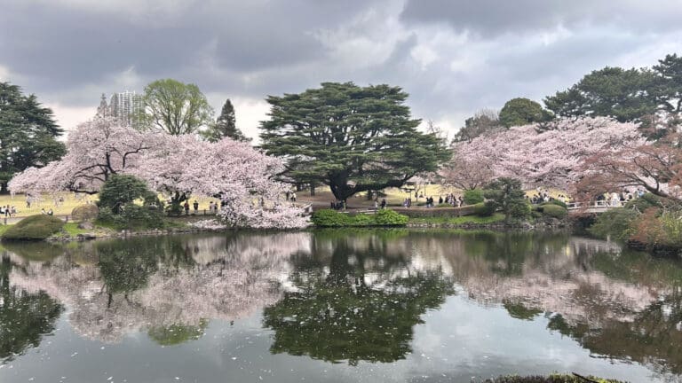 Shinjuku Gyoen Cherry Blossoms