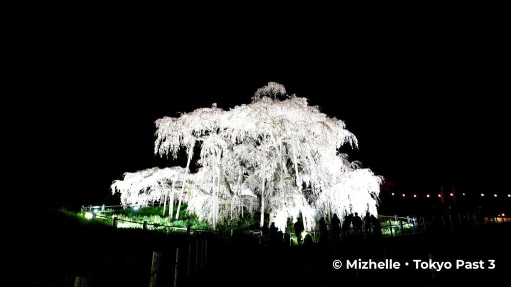 Silhouettes of People Against the Miharu Takizakura Tree