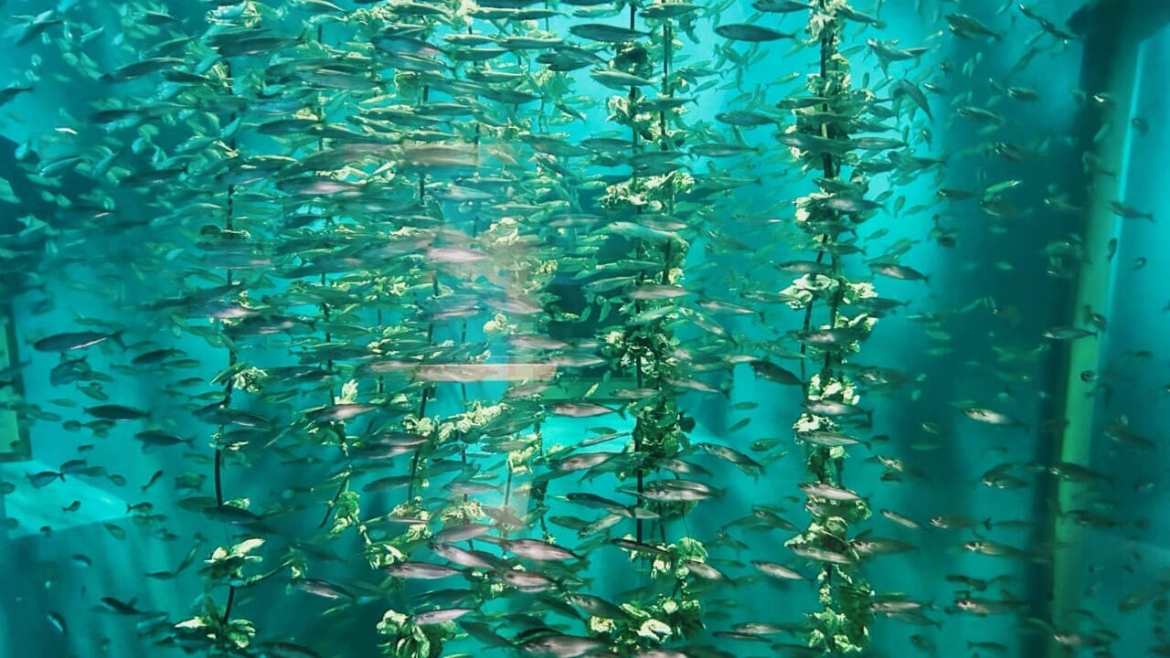 Miyajima Public Aquarium