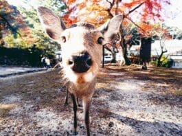 Miyajima Deer