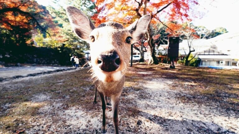 Miyajima Deer