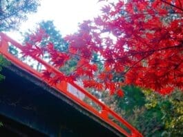 Momijidani Park Bridge & Foliage