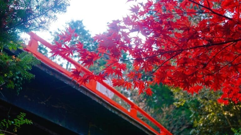 Momijidani Park Bridge & Foliage