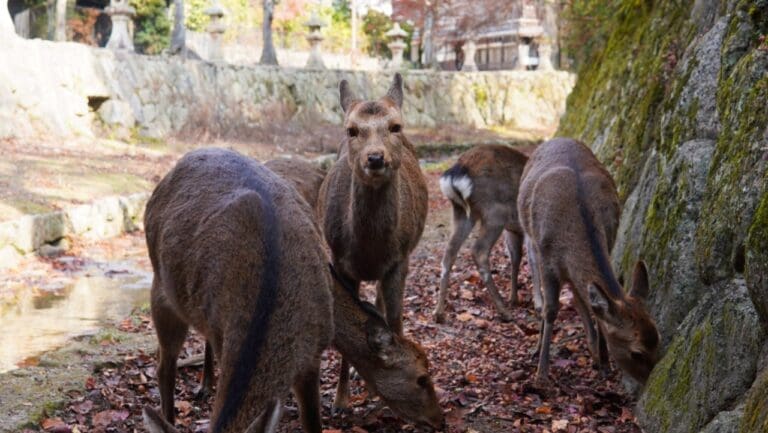 Deer on Miyajima