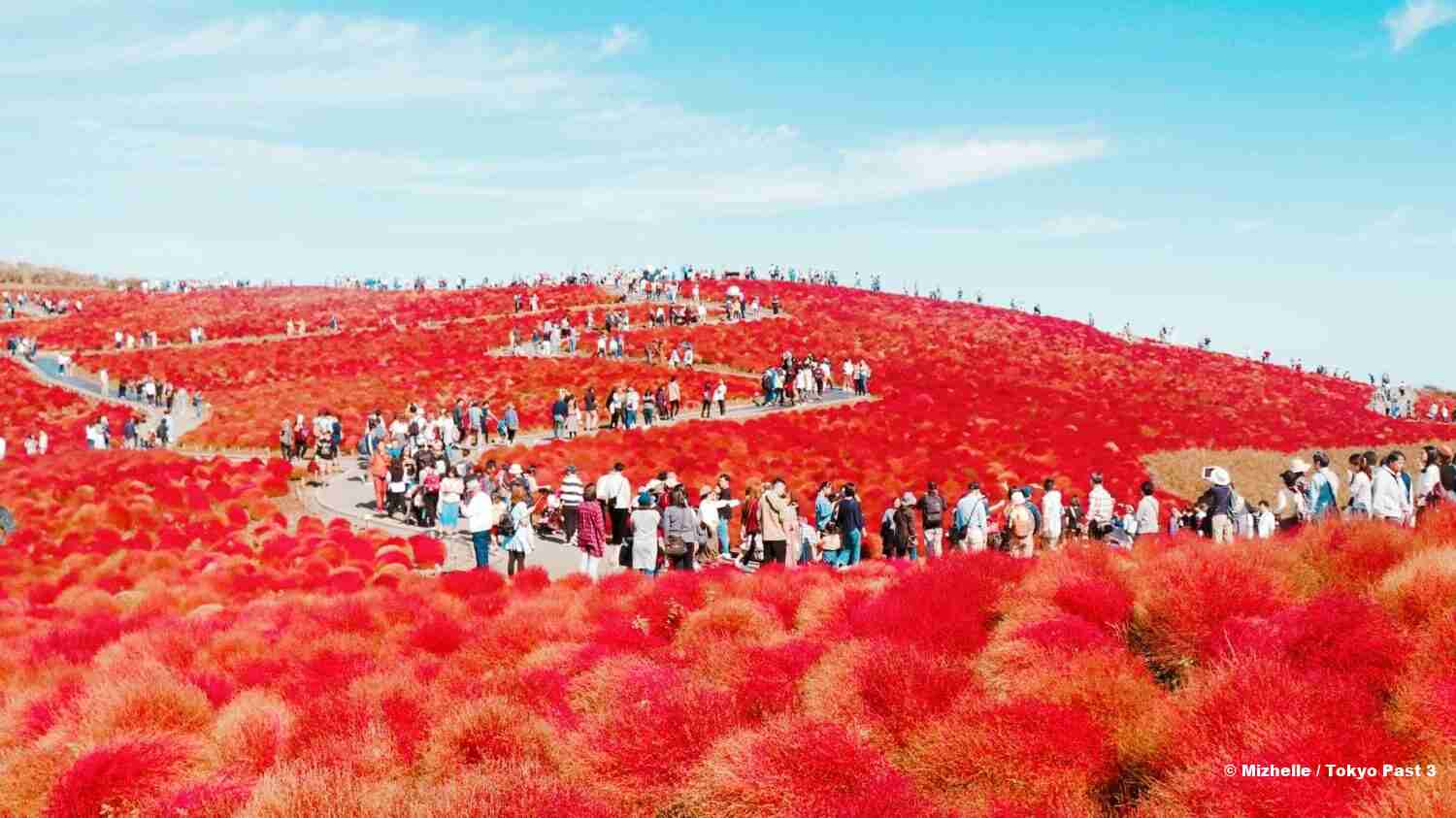 Kochia Hill at Hitachi Seaside Park