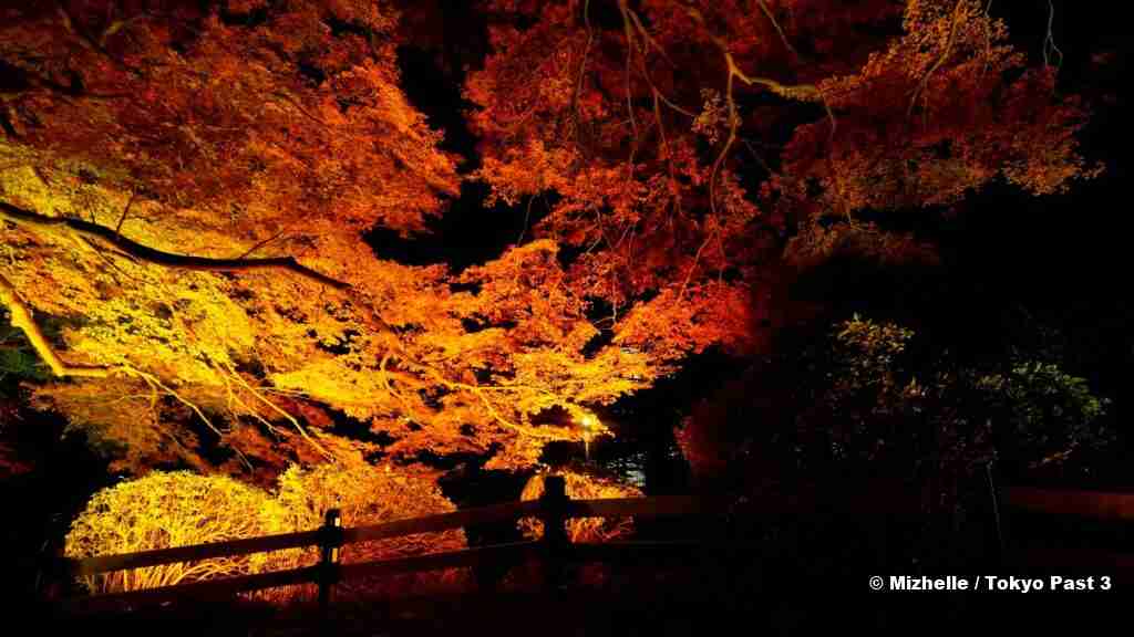 Maple Leaves at Shinjuku Gyoen