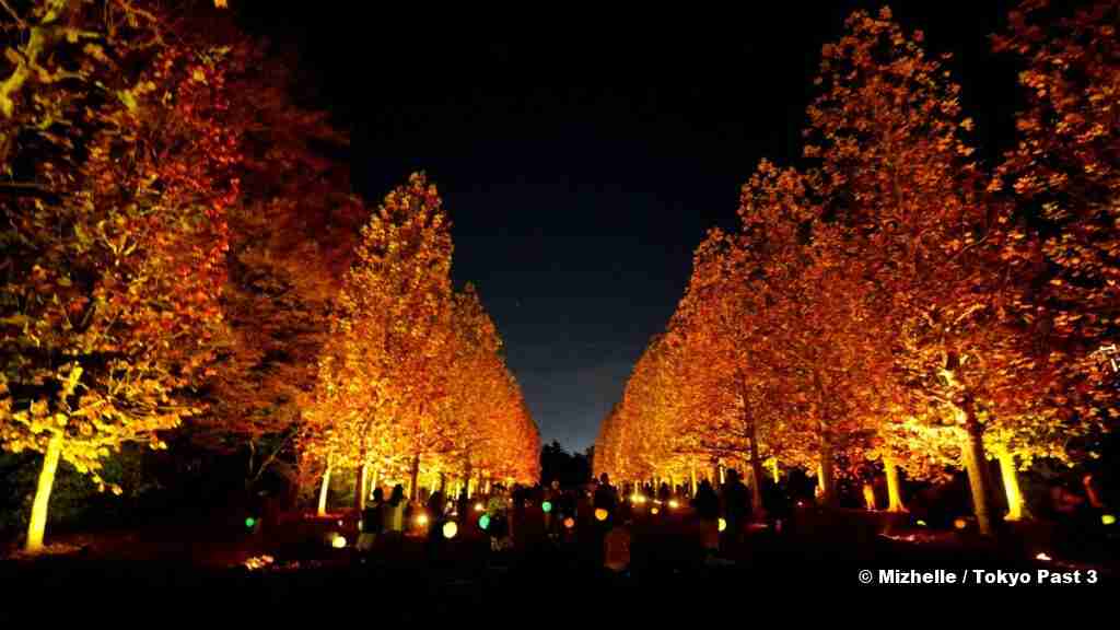 Plane Tree Avenue