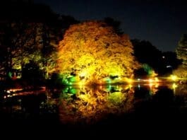 Shinjuku Gyoen Light Up Over Pond