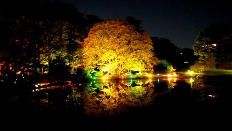 Shinjuku Gyoen Light Up Over Pond