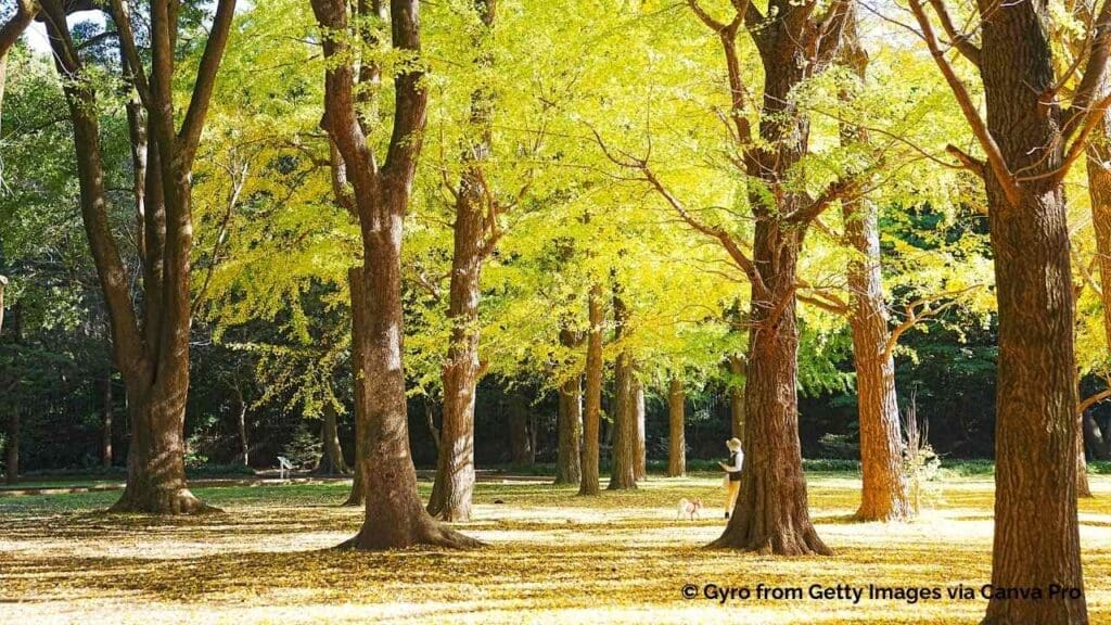 Ginkgo trees at Yoyogi Park