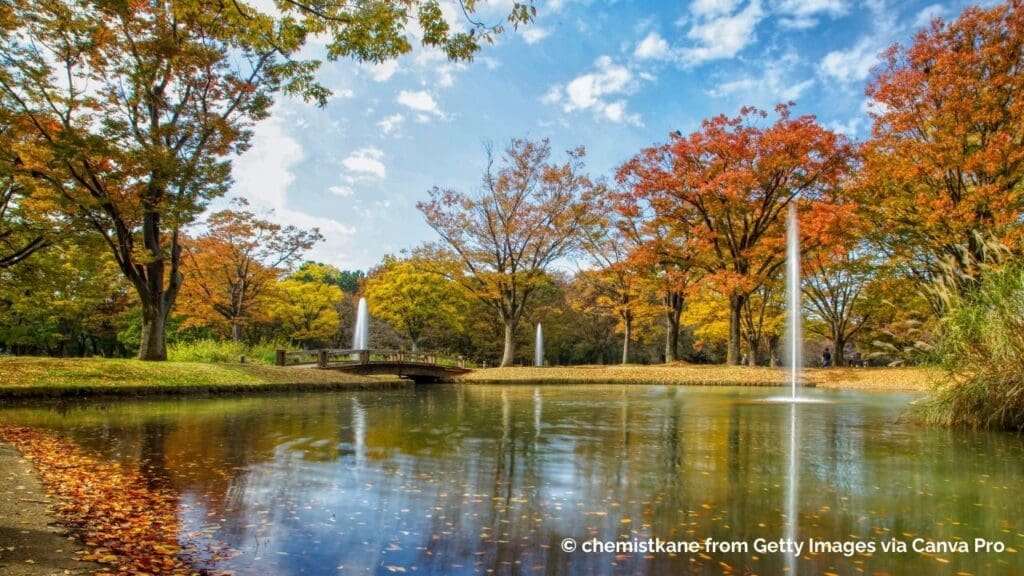 Yoyogi park pond with fall foliage