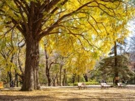 Vibrant yellow leaves in fall at Yoyogi Koen Park, Tokyo with benches