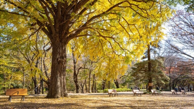 Vibrant yellow leaves in fall at Yoyogi Koen Park, Tokyo with benches