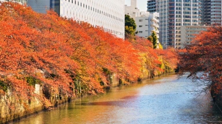 Meguro River in Autumn