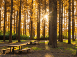 Mizumoto Park Metasequoia in Autumn