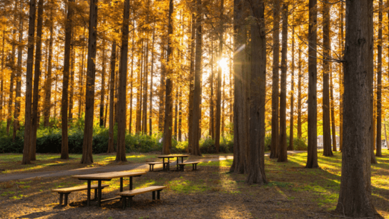 Mizumoto Park Metasequoia in Autumn