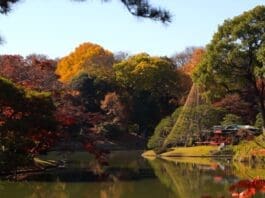 Rikugien Autumn Foliage